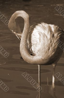 Flamingo Bird sepia