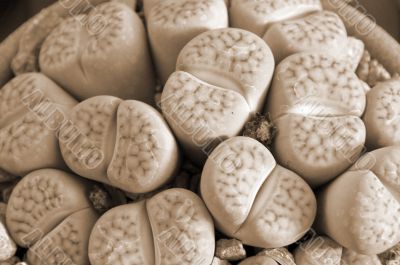 Lithops sepia