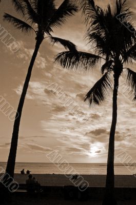 Palm Trees at Sunset sepia