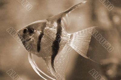 GoldFish in Aquarium sepia