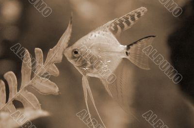 Fish feeding in Aquarium sepia