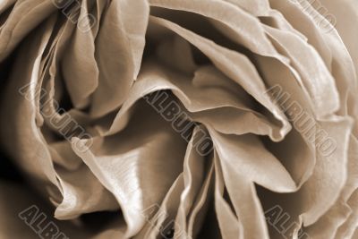 Pink Rose Petals Closeup sepia