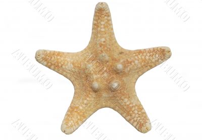 starfish