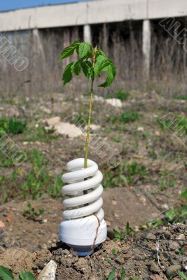 Eco Light Bulb With plants