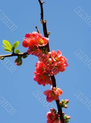 pomegranate in the spring