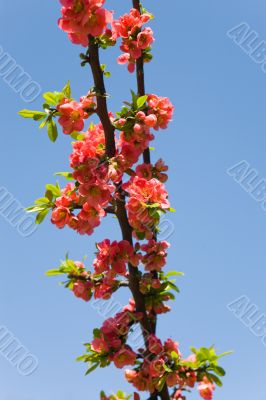 pomegranate in the spring