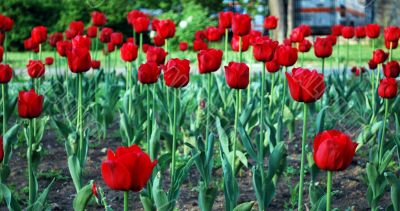 Red Tulips