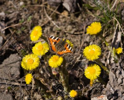 butterfly on a foalfoot