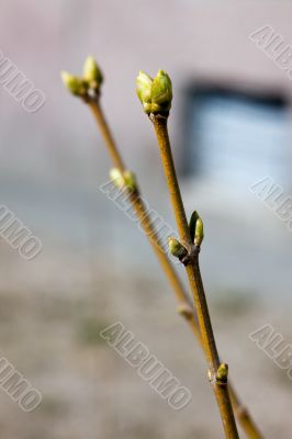 spring branches