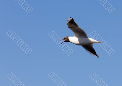 Shouting seagull