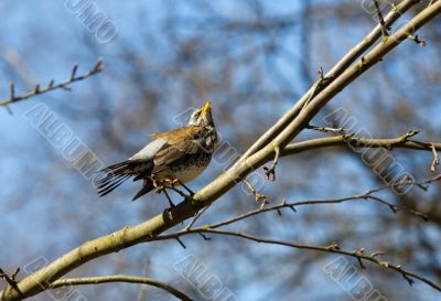 fieldfare on a tree branch