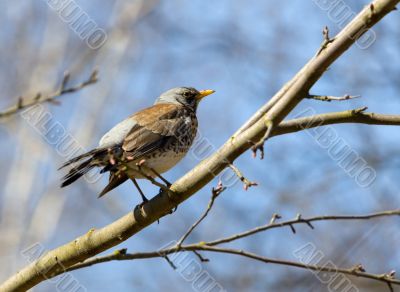 fieldfare