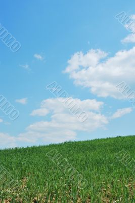 Sky And Grass