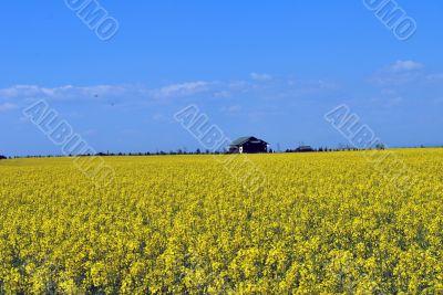 Yellow Field