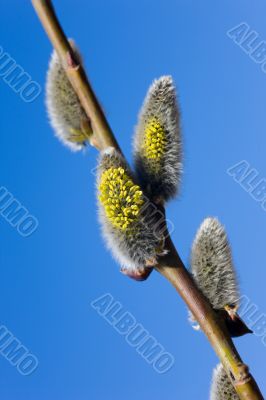 branch of a willow