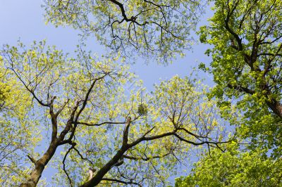 Crones of trees in the spring