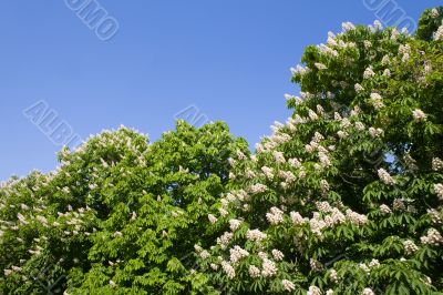 Blossoming chestnuts