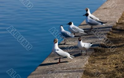 flock of seagulls