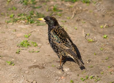 Starling