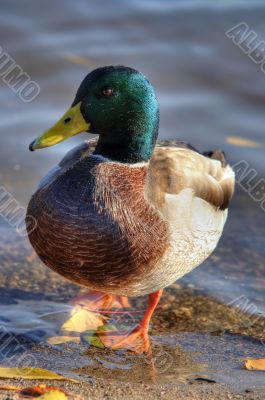 wild duck