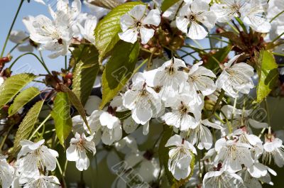 in blossom