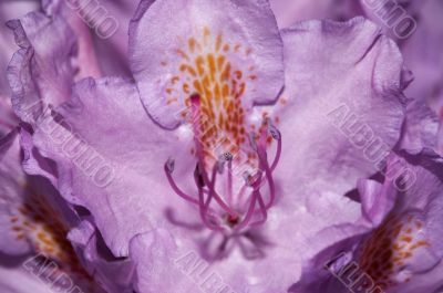 bloom of the rhododendron