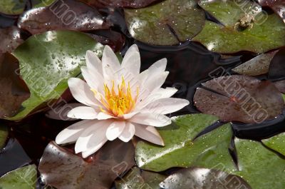 waterlily on the water