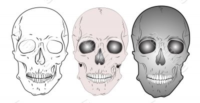 vector various skulls