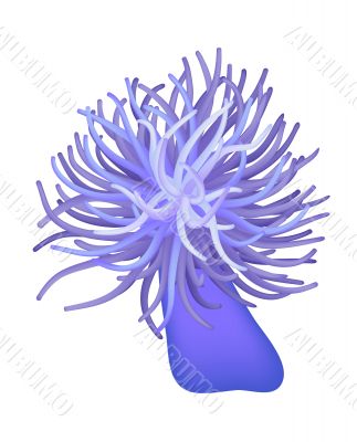 purple sea anemone - vector