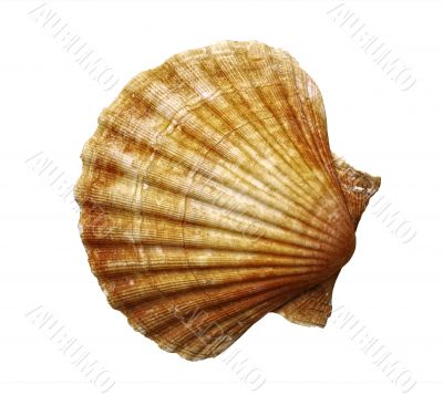 shell