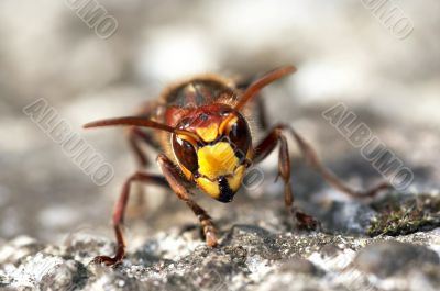 mandibles of giant hornet