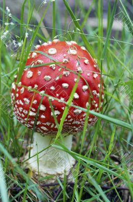 Amanita muscaria