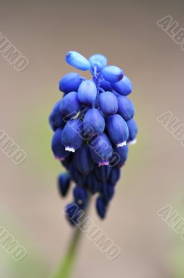 grape hyacinth