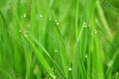 grass with water drops