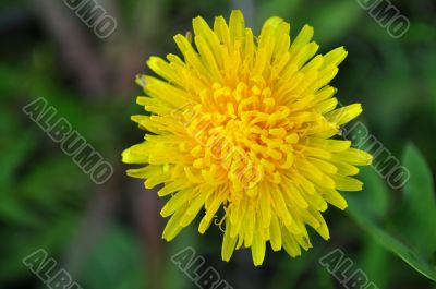 dandelion flower