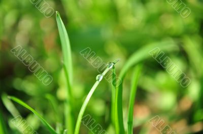 grass with water drops