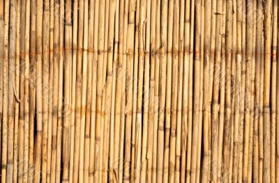 bamboo background