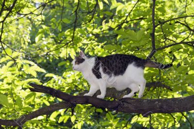 boarcat on the tree