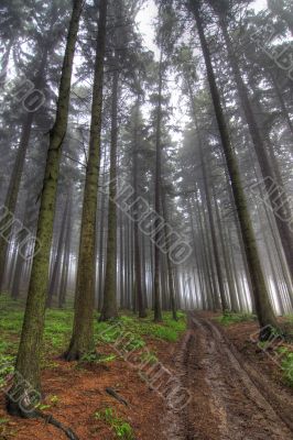 forest in fog