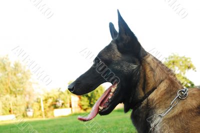 belgian shepherd