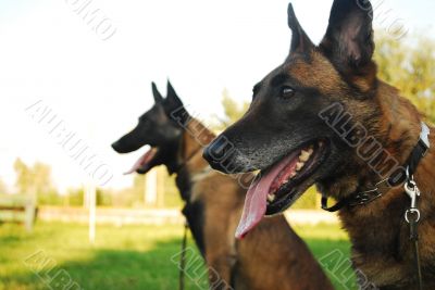 belgian shepherd