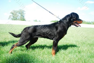 rottweiler