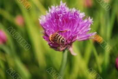 Bee and a flower