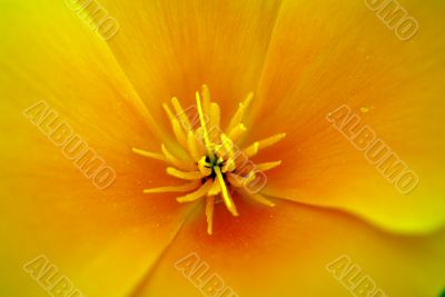 Flower Close-up