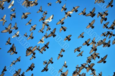 many flying pigeons