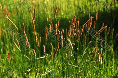 Flowering grass