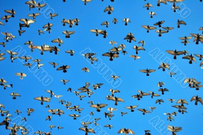 many flying pigeons