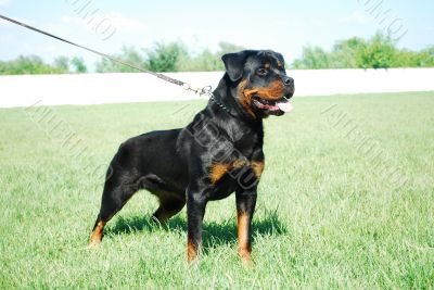 rottweiler