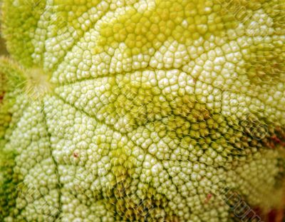 leaf closeup