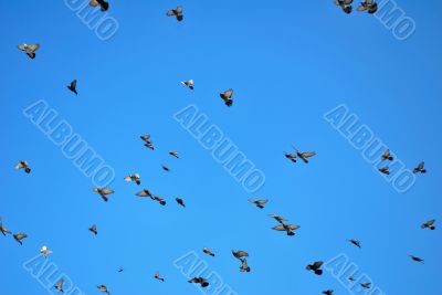 many flying pigeons